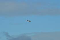 In der Luft steht dieser Sperber und beobachtet die anvisierte Beute. 21.11.2015