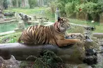 In einer nachempfundenen Tempelanlage haben Sumatra Tiger im Osnabr�cker Zoo ihr Zuhause. Hier ist am 26.4.2015 einer davon in imposanter Pose hinter einer dicken Glasscheibe zu sehen.