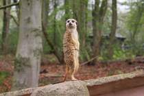 Ein neugieriges Erdmnnchen beobachtet mich als Fotografen am 26.4.2015 im Zoo Osnabrck.