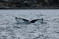 Ein Buckelwal taucht im Kaldfjorden ab; 06.11.2015