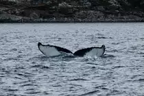 Ein Buckelwal taucht im Kaldfjorden ab; 06.11.2015