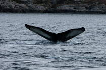 Ein Buckelwal taucht im Kaldfjorden ab; 06.11.2015