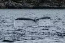 Ein Buckelwal taucht im Kaldfjorden ab; 06.11.2015