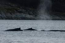 Buckelwale im Kaldfjorden; 06.11.2015