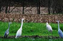 GRAU-und SILBERREIHER an der SIEG am 23.12.2014- echte  Weihnachtsreiher ,die
zu meiner berraschung die Reise in den Sden gar nicht erst angetreten hatten
und einen Tag vor Heiligabend 2014 in den Siegauen bei WISSEN/SIEG nach Futter

suchten.Ich habe sie aus dem Autofenster vom Straenrand aus mit etwa 30-fachem Zoom fotografiert (hatte nur meine Nikon-Coolpix dabei) und musste etwa 30 Minuten warten,

bis ich die 2 Silberreiher,flankiert von den 2 Graureihern,so dicht zusammen
ablichten konnte!!