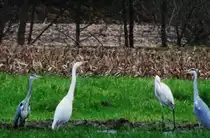 GRAU-und SILBERREIHER an der SIEG am 23.12.2014- echte  Weihnachtsreiher ,die
zu meiner �berraschung die Reise in den S�den gar nicht erst angetreten hatten
und einen Tag vor Heiligabend 2014 in den Siegauen bei WISSEN/SIEG nach Futter

suchten.Ich habe sie aus dem Autofenster vom Stra�enrand aus mit etwa 30-fachem Zoom fotografiert (hatte nur meine Nikon-Coolpix dabei) und musste etwa 30 Minuten warten,

bis ich die 2 Silberreiher,flankiert von den 2 Graureihern,so dicht zusammen
ablichten konnte!!