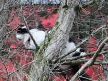 Missglckter Versuch unserer zugelaufenen Katze Ginni einem Vogel weiter zu folgen. Gesehen am 03. Dezember 2015 in Berlin. 

