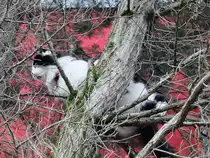 Missgl�ckter Versuch unserer zugelaufenen Katze Ginni einem Vogel weiter zu folgen. Gesehen am 03. Dezember 2015 in Berlin. 

