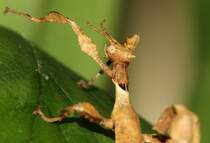 Australische Gespenstschrecke - Aquarium Berlin