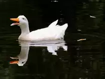 Deutsche Pekingente spiegelt sich im Teich, und gibt ein St�ndchen von sich; 150926