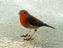 Rotkehlchen zu Besuch auf dem Balkon im 3. Stock - 20.12.2015