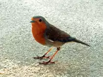 Rotkehlchen zu Besuch auf dem Balkon im 3. Stock - 20.12.2015