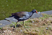 Teichhuhn an Land im Freizeitpark Rheinbach - 31.07.2015
