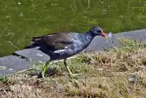 Teichhuhn an Land im Freizeitpark Rheinbach - 31.07.2015