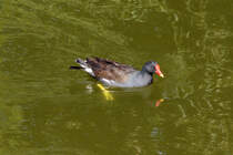 Teichhuhn im Wasser - 31.07.2015