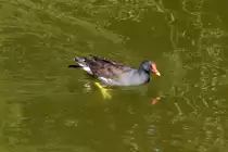 Teichhuhn im Wasser - 31.07.2015