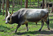Ungarisches Steppenrind (Bulle) im Hochwildpark Rheinland - 10.05.2015