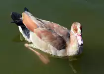 Nilgans im Freizeitpark Rheinbach - 31.07.2015