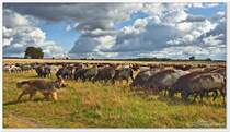 Htehund mit Schnuckenherde, Haverbecker Heide, Bispingen. September 2013.