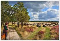Der Schfer mit seiner Schnucken-Herde, Niederhaverbeck, Lneburger Heide, September 2013.