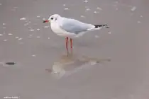 M�we bei K�hlungsborn an der Ostsee (Landkreis Rostock, Mecklenburg-Vorpommern, November 2011)