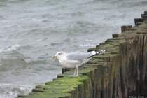 Mwe bei Khlungsborn an der Ostsee (Landkreis Rostock, Mecklenburg-Vorpommern, November 2011)