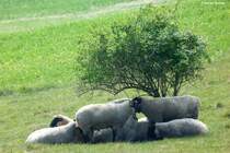 Dieser Strauch bietet nicht wirklich Schutz vor der Sonne - gesehen bei Gro� Zicker (M�nchgut, R�gen, Mai 2011)