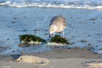Mwe bei Khlungsborn an der Ostsee (Landkreis Rostock, Mecklenburg-Vorpommern, November 2011)