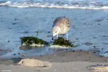 M�we bei K�hlungsborn an der Ostsee (Landkreis Rostock, Mecklenburg-Vorpommern, November 2011)