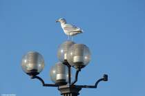 Mwe bei Khlungsborn an der Ostsee (Landkreis Rostock, Mecklenburg-Vorpommern, November 2011)