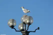 M�we bei K�hlungsborn an der Ostsee (Landkreis Rostock, Mecklenburg-Vorpommern, November 2011)