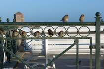 Spatzen auf dem Gelnder der Seebrcke von Khlungsborn an der Ostsee (Landkreis Rostock, Mecklenburg-Vorpommern, November 2011)