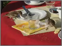 An einem Frühstückstisch in Luzern: Spatzen räumen auf! (Juli 2009)