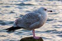 Mwe bei Rerik an der Ostsee (Landkreis Rostock, Mecklenburg-Vorpommern, November 2011)