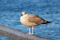 Mwe bei Rerik an der Ostsee (Landkreis Rostock, Mecklenburg-Vorpommern, November 2011)