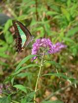 Schmetterling im Shanghai Century Park, 22.10.2012