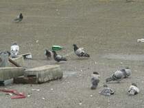 Grostdte und Tauben - eine nicht immer friedliche Koexistenz. Bahnhof Berlin Ostkreuz, 2009