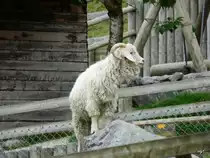 Walter Zoo Gossau/SG - Bewohner eine Angoraziege .. Foto vom 06.09.2008