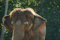 Asiatischer Elefant. Im Gegenlicht erkennt man die dnne Behaarung auf dem Krper des Tieres. Foto: Zoologischer Garten Berlin im Sommer 2015.