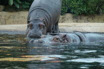 Flusspferd. Hippopotamus amphibius. Foto:Zoologischer Garten Berlin im Sommer 2015.