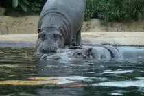 Flusspferd. Hippopotamus amphibius. Foto:Zoologischer Garten Berlin im Sommer 2015.