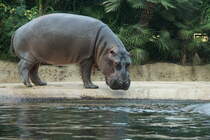 Flusspferd. Hippopotamus amphibius. Foto:Zoologischer Garten Berlin im Sommer 2015.