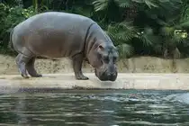 Flusspferd. Hippopotamus amphibius. Foto:Zoologischer Garten Berlin im Sommer 2015.
