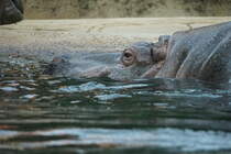 Flusspferd. Hippopotamus amphibius. Foto:Zoologischer Garten Berlin im Sommer 2015.