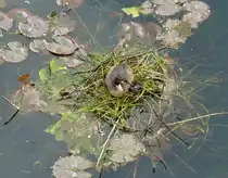 Haubentaucher. Podiceps cristatus. Der Vogel hat sein Nest auf einer schwimmenden Bl�tter-/ R�hrichtinsel gebaut. Foto: Berlin, Am Tegeler Hafen, Sommer 2015.