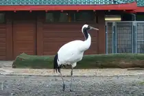 Mandschurenkranich. Grus japonensis. Vorkommen:Russland, China, Japan. Diese V�gel unterscheiden sich von den anderen wei�en Kranichen durch den schwarzen Hals mit wei�em Nacken. Foto: Zoologischer Garten Berlin im Sp�therbst 2015