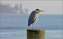 Graureiher. Konstanz, M�rz 2015.