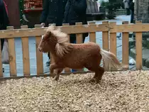 Pony auf dem Weihnachtsmarkt in Goslar am 22. Dezember 2015. 

