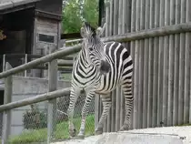 Walter Zoo Gossau/SG - Bewohner ein Junges Grantzebra .. Foto vom 06.09.2008