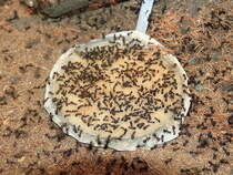 Ameisen im Haus der Natur in Bad Harzburg am 23. Dezember 2015.